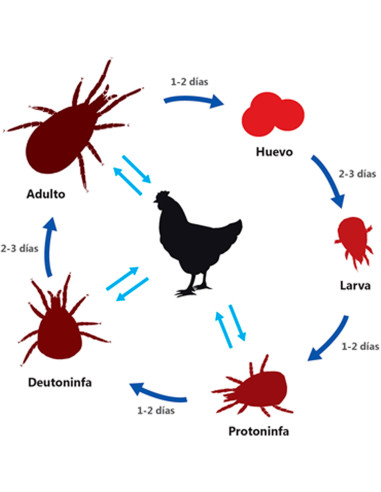 insecticida para piojos de gallinas...