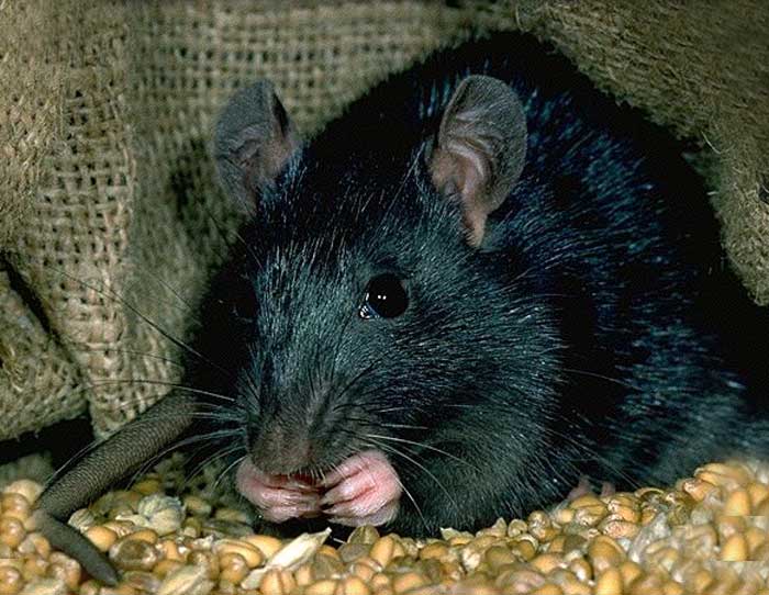 Cómo eliminar ratas entre paredes